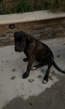 Dogo Argentino – Dogo Argentino x Cane Corso