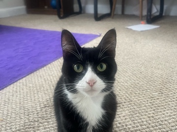 American Shorthair – Lucielle – Indianapolis