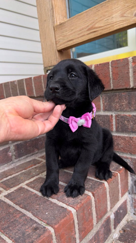 Labrador Retriever – English Labrador pups need a new home