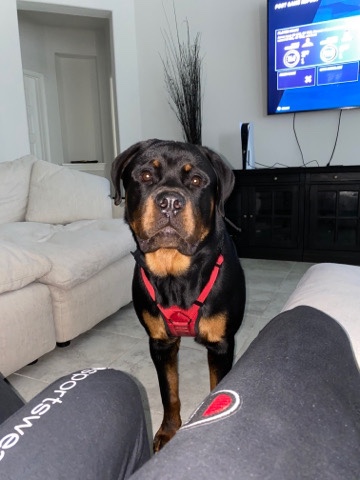 Rottweiler – German Rottweiler