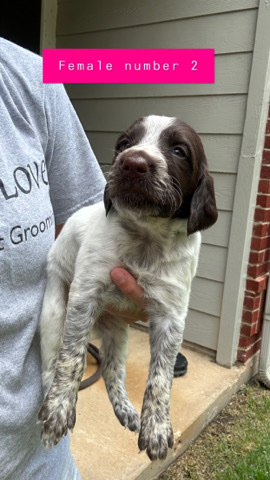 German Short Hair Pointers 