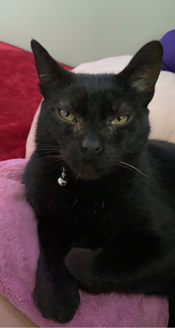Pheonix needs a new home asap