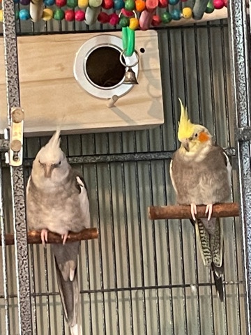 Cockatiel – 2 cocktails