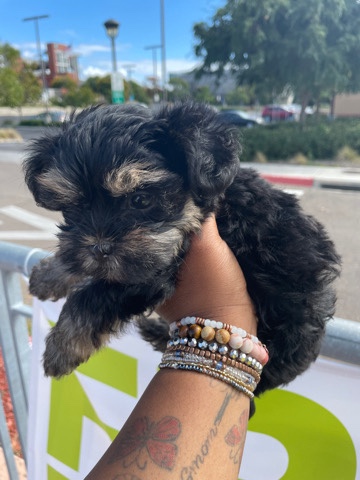Maltese – yorkie and Maltese mix