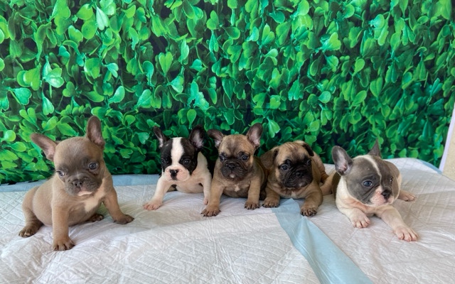 French Bulldog – french bulldogs