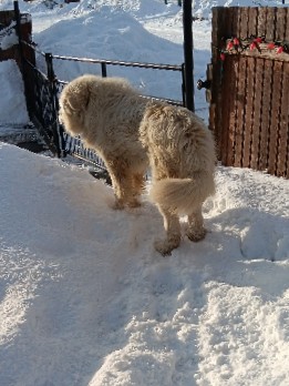 Great Pyrenees – 3 year old male Great Pyrenees for sale