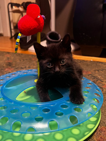cat