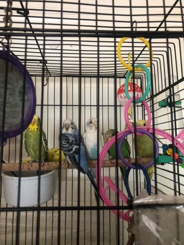 Budgerigar – budgies birds individually ♥️