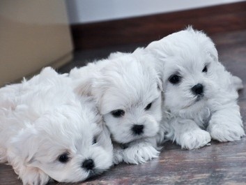 Maltese – Disponibile cuccioli Maltese