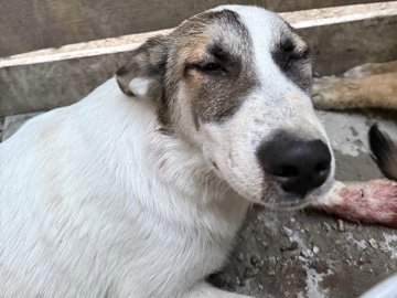 German Shepherd – luna – Dallas