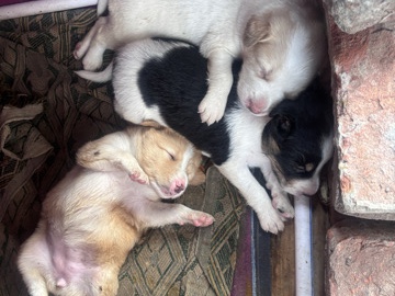 Labrador Retriever – cute puppies – Moradabad