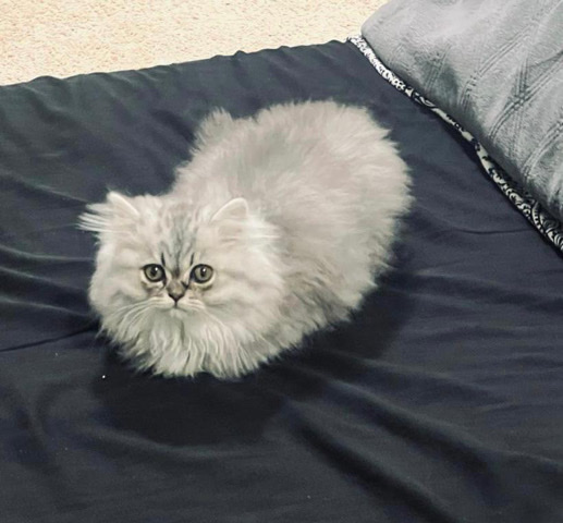 Persian kittens