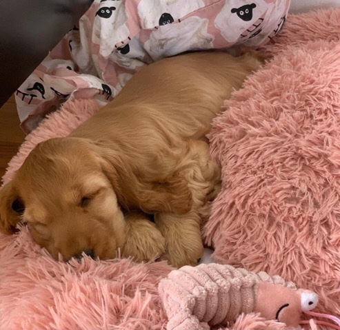 American Cocker Spaniel – adorable cocker spaniels puppies