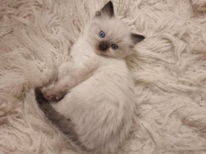 Pure bred Pedigree stunning Ragdoll kittens