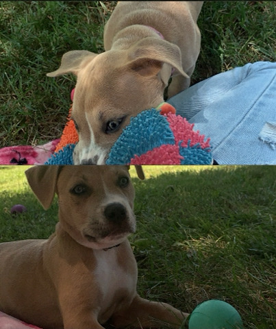 American Pit Bull Terrier โ Zyala Pup for Sale ๐ถ๐ถ