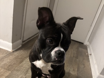 French Bulldog – Sweet Frenchie/Bully Mix Looking for Loving Home – North Charleston