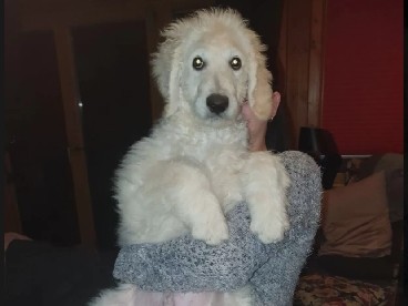 Pudelpointer – Labradoodle Welpen