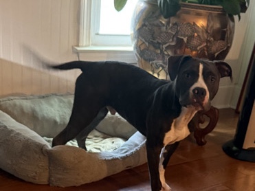 American Pit Bull Terrier – American Bully Puppies – Atlanta