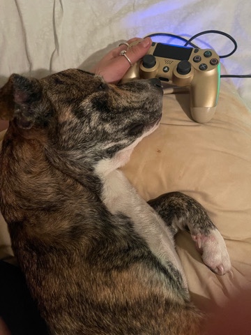 American Pit Bull Terrier – rehome no cost just come get her