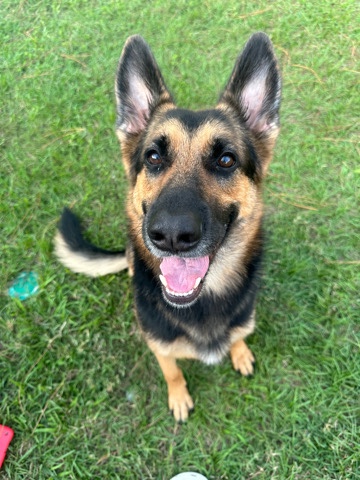 German Shepherd – 3yr Old Female German Shepherd (Spayed)