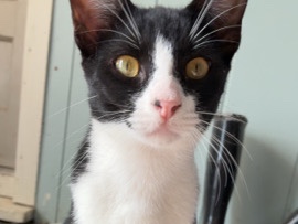 Russian White, Black and Tabby – Young Tuxedo Boy Cat – Henryetta
