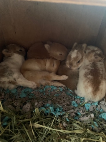 netherland dwarf baby rabbits 