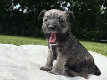 Miniature Schnauzer – Schnauzer Mix Puppies – Fort Wayne