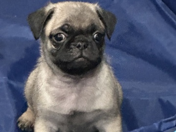 Pug – pug puppies – Fontana