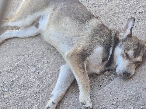 Siberian Husky – Husky mix in need of a new home – Glendale