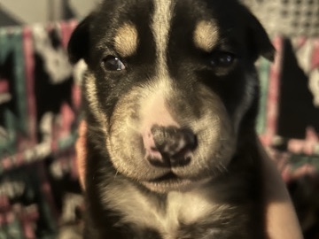 American Staffordshire Terrier – husky/ American staff