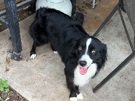 Australian Shepherd – mini Australian shepherd. – Nixon