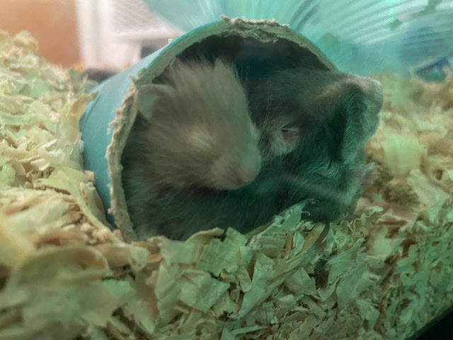 Baby Hamsters