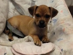 pug chihuahua puppie NO PAPPERS