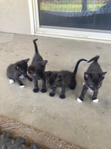 3 kittens