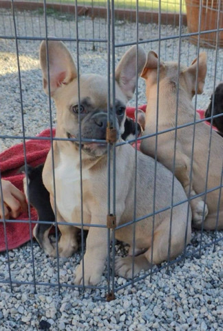 selling this 2 beautiful dogs they are French bull
