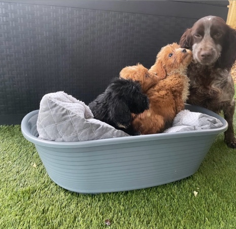 English Cocker Spaniel – F1 KC Registered Cocker poo’s