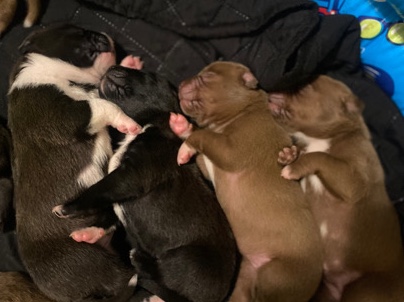 Dogue de Bordeaux X Amstaff