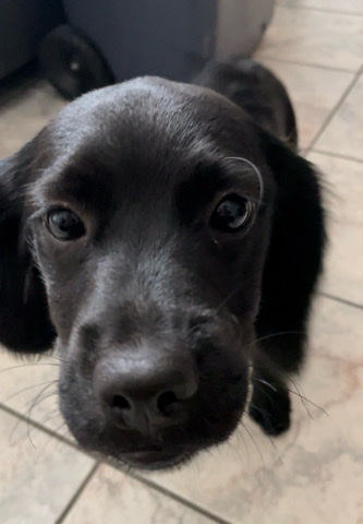 English Cocker Spaniel – Rehoming puppy