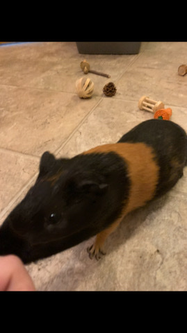 Two Male Guinea Pigs Plus Nice Cage!