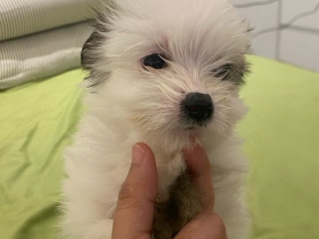 Friendly 3-Month-Old Puppy for Rehoming in Dubai – Dubai