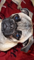 Pug – 1yr old male pug for rehoming