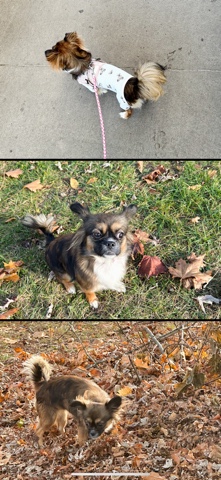 Chihuahua – puppy/ dog