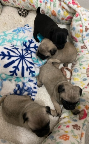 Pug – Pug Puppies