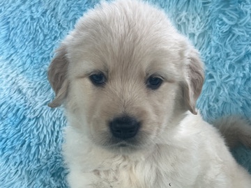 Golden Retriever – AKC GOLDEN RETRIEVER PUPPIES – Akron
