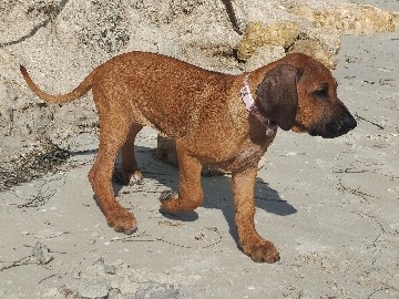 Rhodesian Ridgeback – Rhodesian Ridgeback female – Cape Coral
