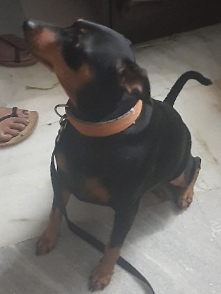 German Pinscher – Selling dog || Want a good home for him