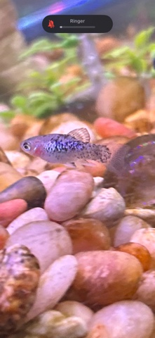 Platies – free baby male platie