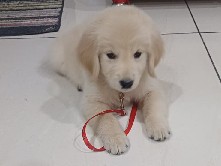 Golden Retriever – MALE GOLDEN RETRIEVER FOR SALE – Saharanpur