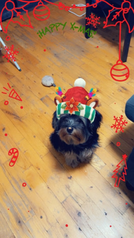 Yorkshire Terrier – my name Tye
