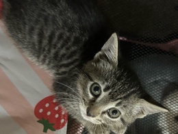 American Shorthair – Ember – Birmingham